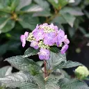 Top Fun Hydrangea Purple.webp