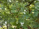 Shumard Oak2.webp
