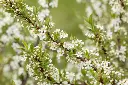 Jade Parade Sandcherry2.webp