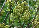Fragrant Sumac Flowers.webp