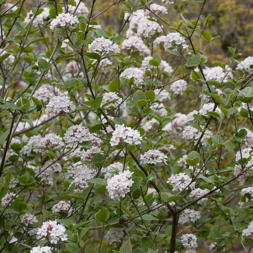 Spice Girl Viburnum2.webp