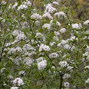 Spice Girl Viburnum2.webp