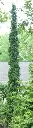 Sting Arborvitae.webp