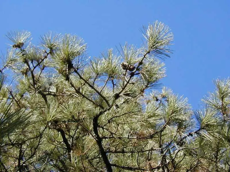 Ponderosa Pine2.webp