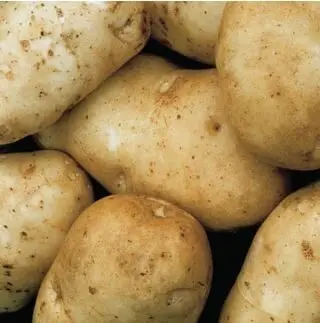 Kennebec Potato.webp
