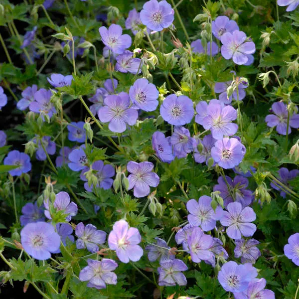 Grimm's Gardens Hardy Geranium Rozanne - Thumbnail 3