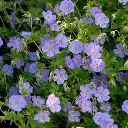 RozanneGeranium.webp
