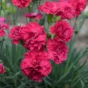 Cranberry Cocktail Dianthus.webp