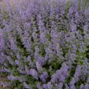 WalkersLowCatmint2.webp