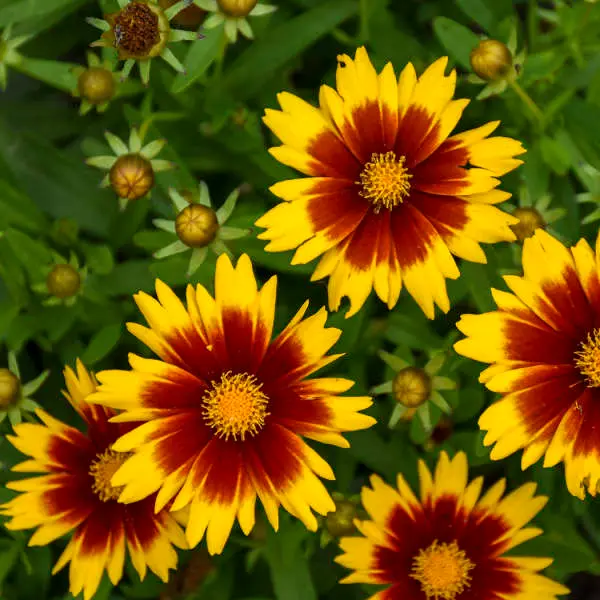 uptickgoldandbronzecoreopsis.webp
