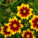 uptickgoldandbronzecoreopsis.webp