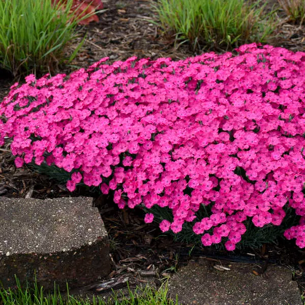Magenta Paint the Town Dianthus.webp