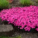 Magenta Paint the Town Dianthus.webp