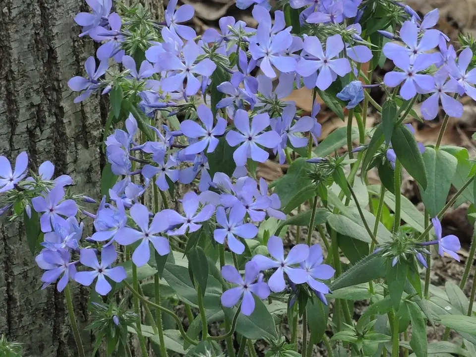 Blue Wood Phlox.webp