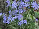 Blue Wood Phlox.webp