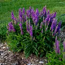 Purple Illusion Speedwell.webp