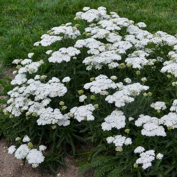Firefly Diamond Yarrow.webp