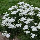 Firefly Diamond Yarrow.webp