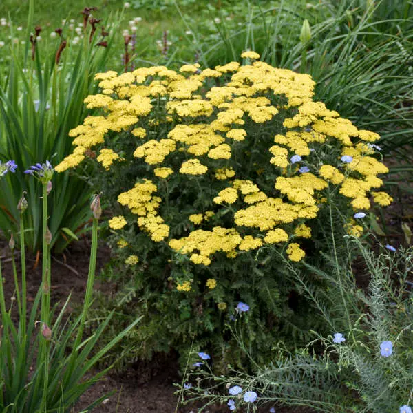 Firefly Sunshine Yarrow.webp