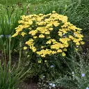 Firefly Sunshine Yarrow.webp