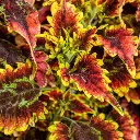 El Brighto ColorBlaze Coleus2.webp