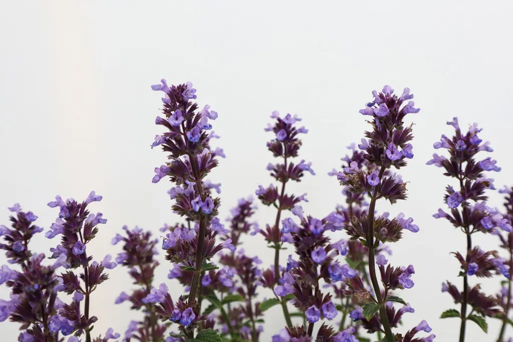 Catmint Cat's Pajamas IMG_5055.webp