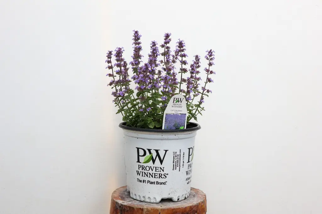 Proven Winners on the Loose Catmint