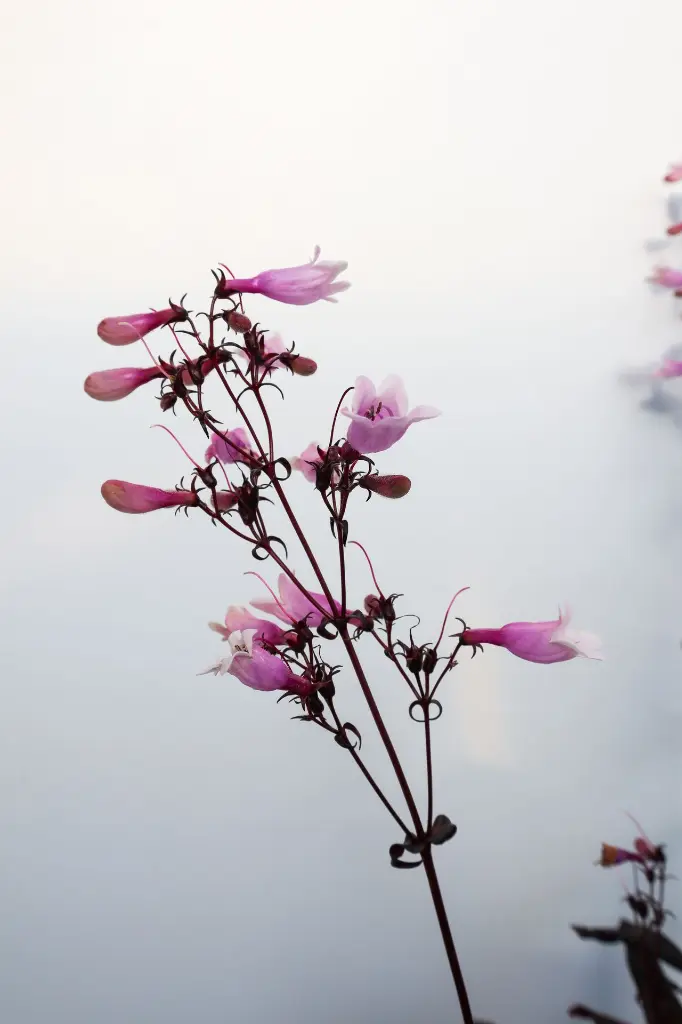 Beardstongue Dark Towers IMG_5115.webp