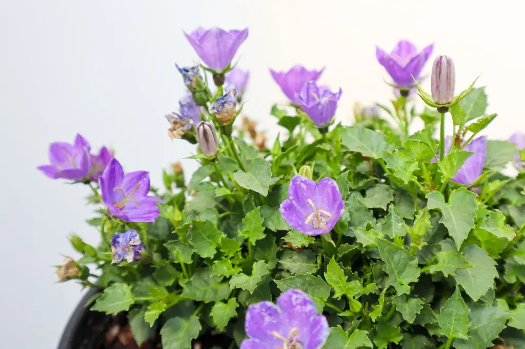 Bellflower Midnight IMG_5268.webp