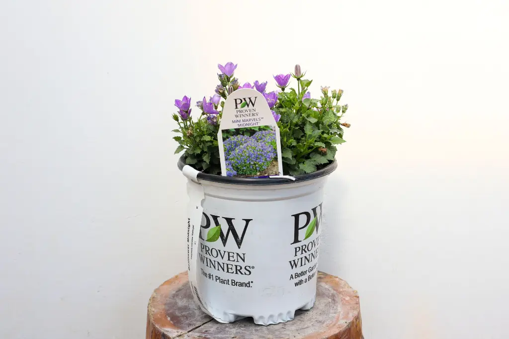 Bellflower Midnight IMG_5265.webp