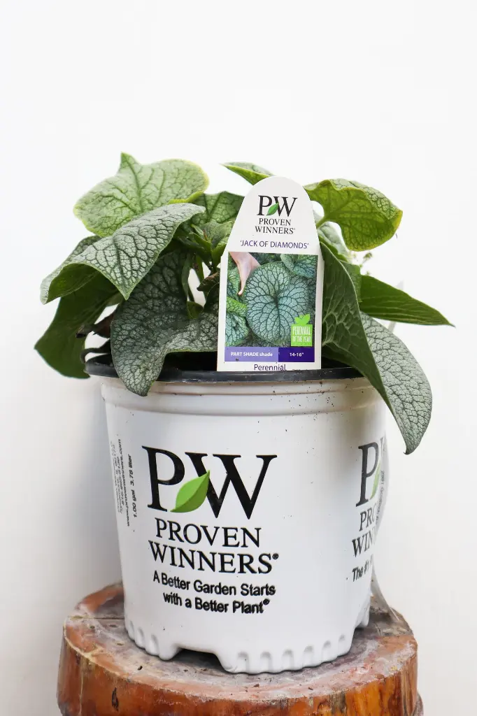 Brunnera Jack of Diamonds IMG_5359.webp