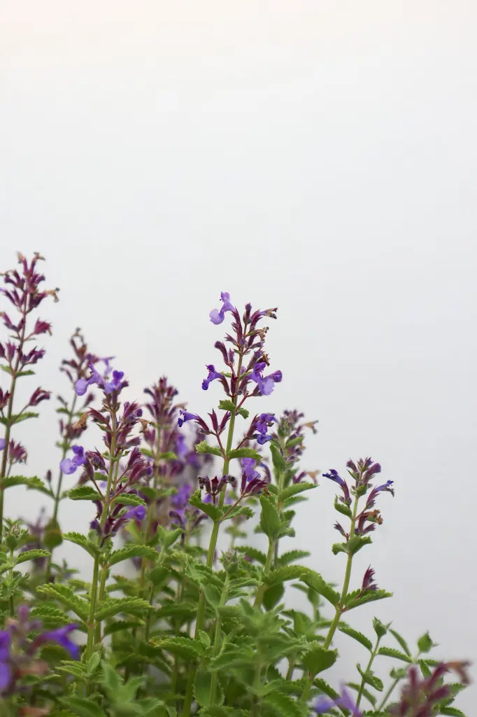 Catmint Jr Walker IMG_5165.webp