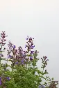 Catmint Jr Walker IMG_5165.webp
