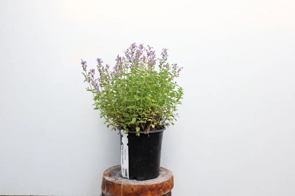 Catmint Jr Walker IMG_5161.webp