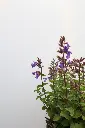 Catmint Picture Purrfect IMG_5124.webp