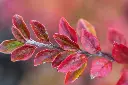Autumn Inferno Cotoneaster2.webp