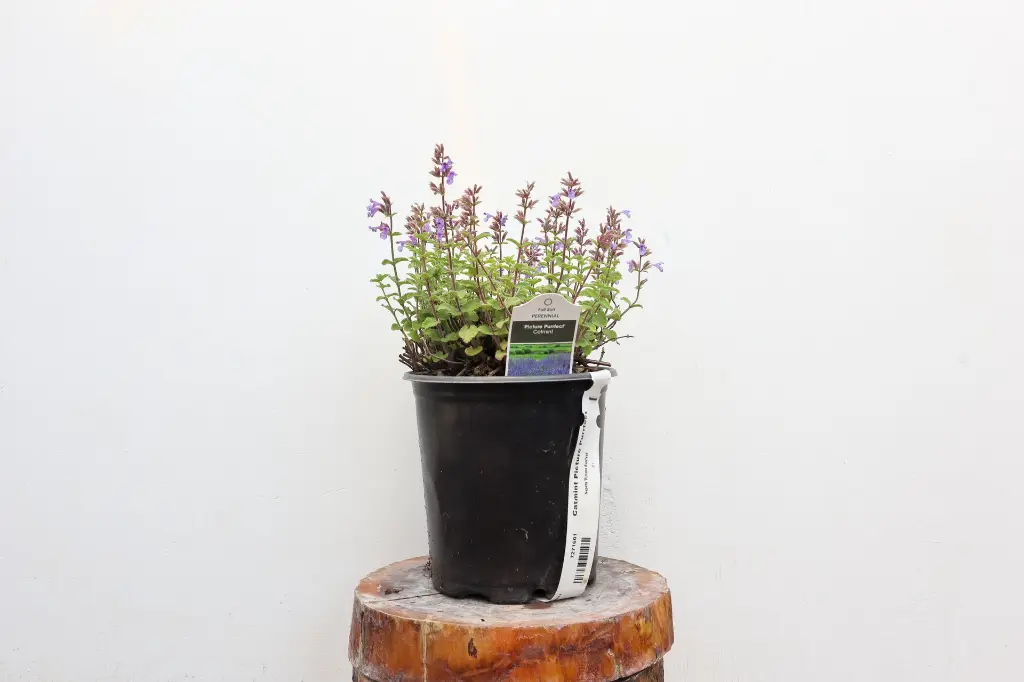 Catmint Picture Purrfect IMG_5121.webp