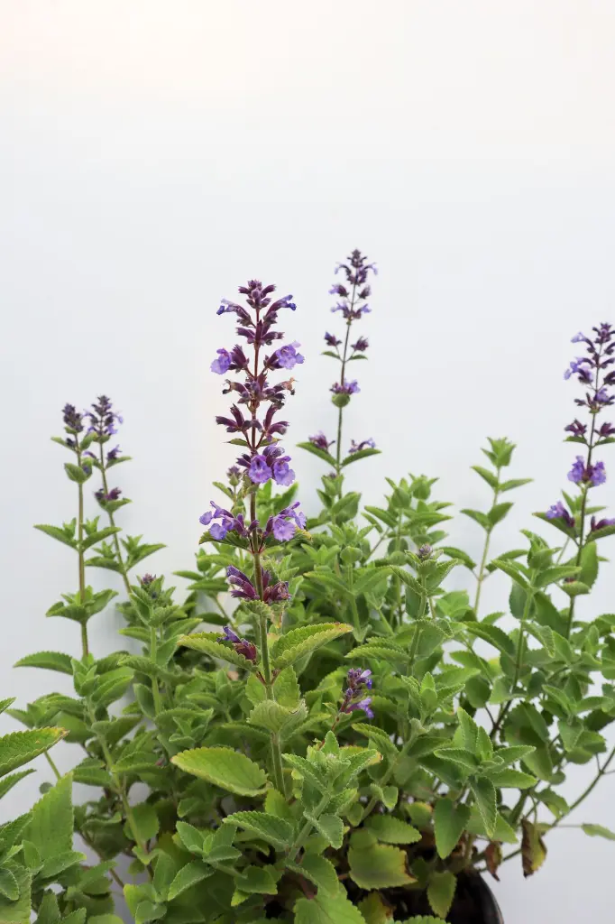 Catmint Whispurr Blue IMG_5130.webp