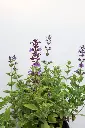 Catmint Whispurr Blue IMG_5130.webp