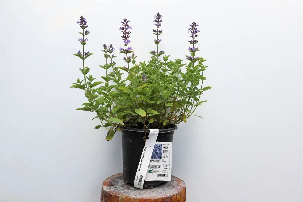 Catmint Whispurr Blue IMG_5128.webp