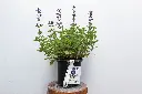 Catmint Whispurr Blue IMG_5128.webp