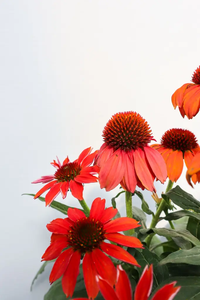 Coneflower Summersong Firefinch IMG_5275.webp