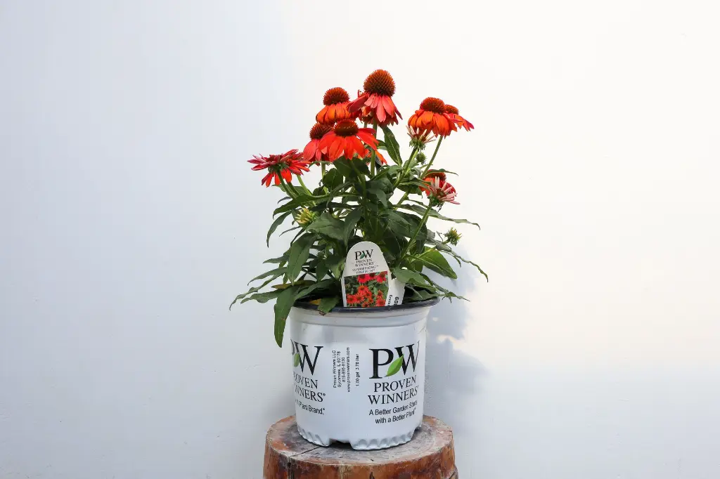 Coneflower Summersong Firefinch IMG_5270.webp