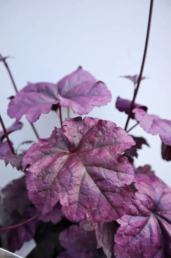 Coral Bells Dolce Wildberry IMG_4078.webp