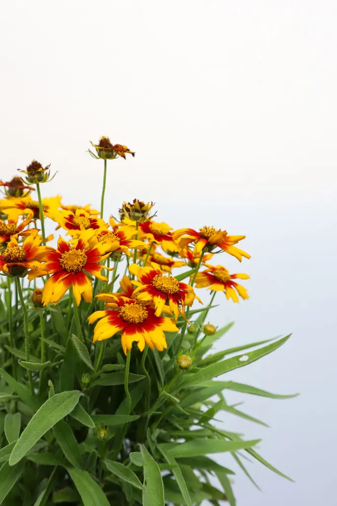 Coreopsis Gold and Bronze IMG_5205.webp