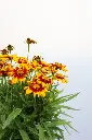 Coreopsis Gold and Bronze IMG_5205.webp
