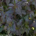 Kodiak Black Diervilla2.webp