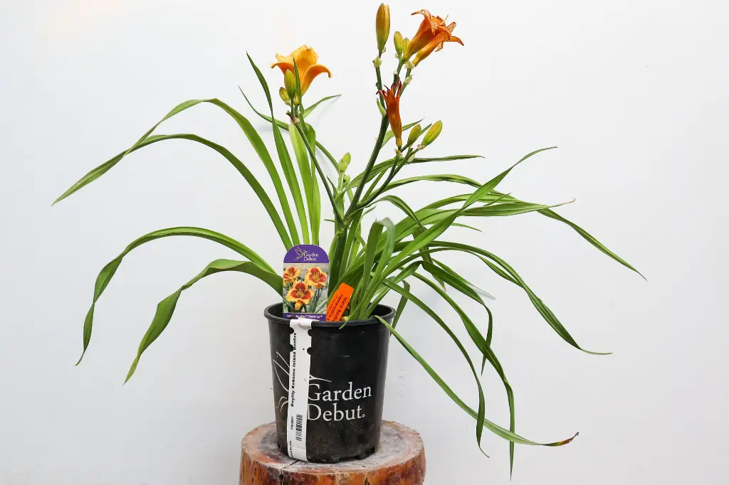 Daylily Island Bonfire Kokomo IMG_5094.webp