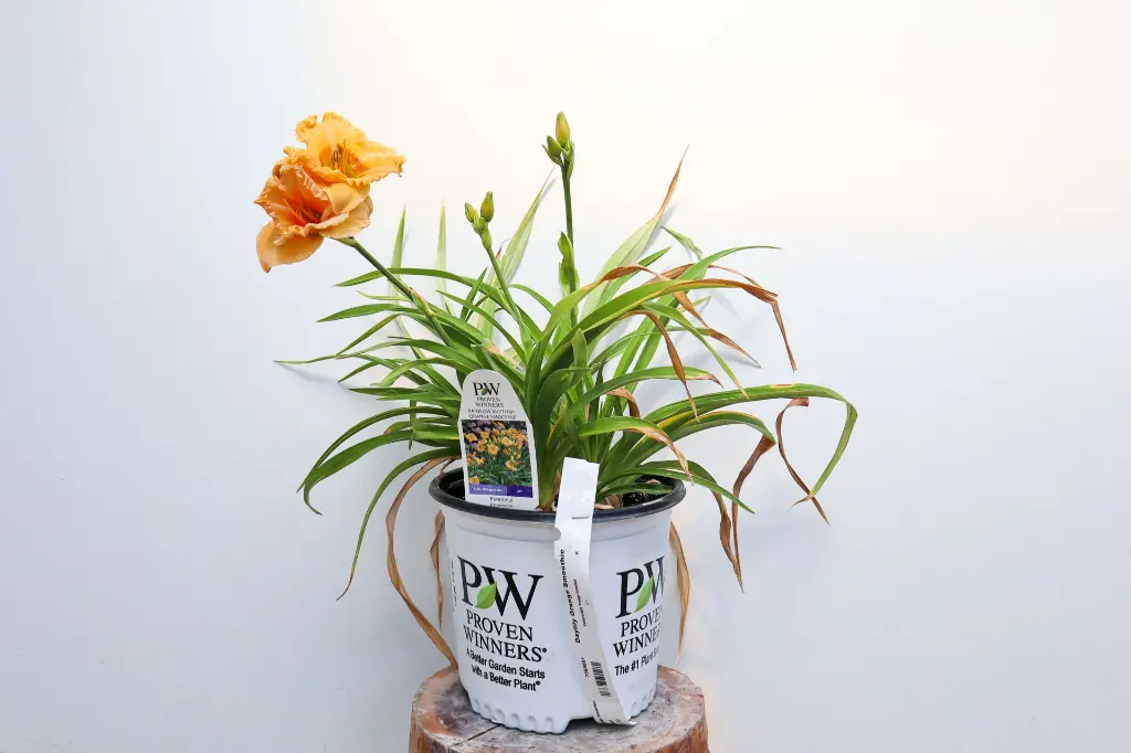 Daylily Orange Smoothie IMG_5208.webp