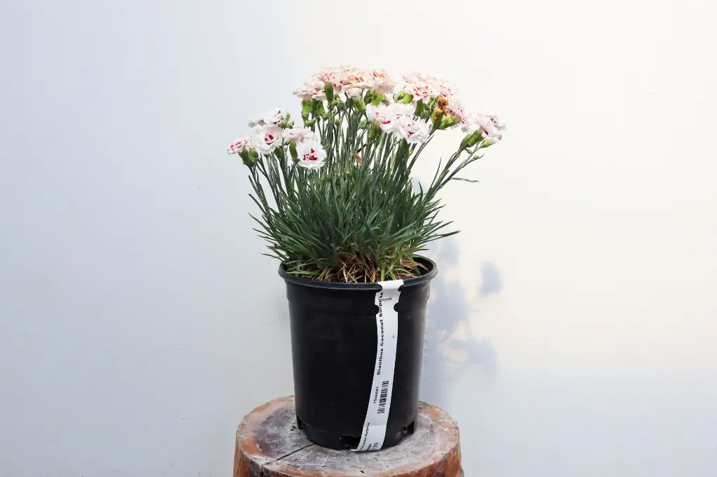 Dianthus Coconut Surprise IMG_5280.webp